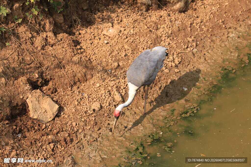 灰鹭于水边低头觅食