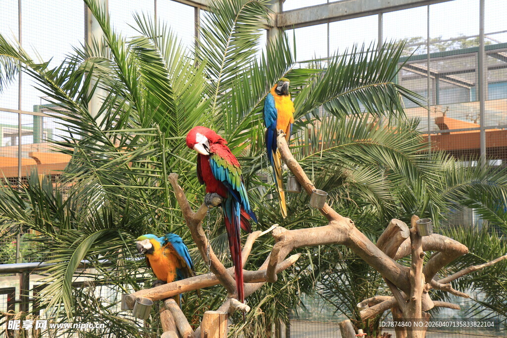 多彩鹦鹉栖息于枝头