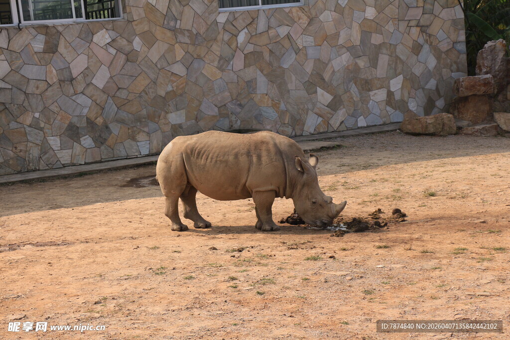 动物园中觅食的犀牛