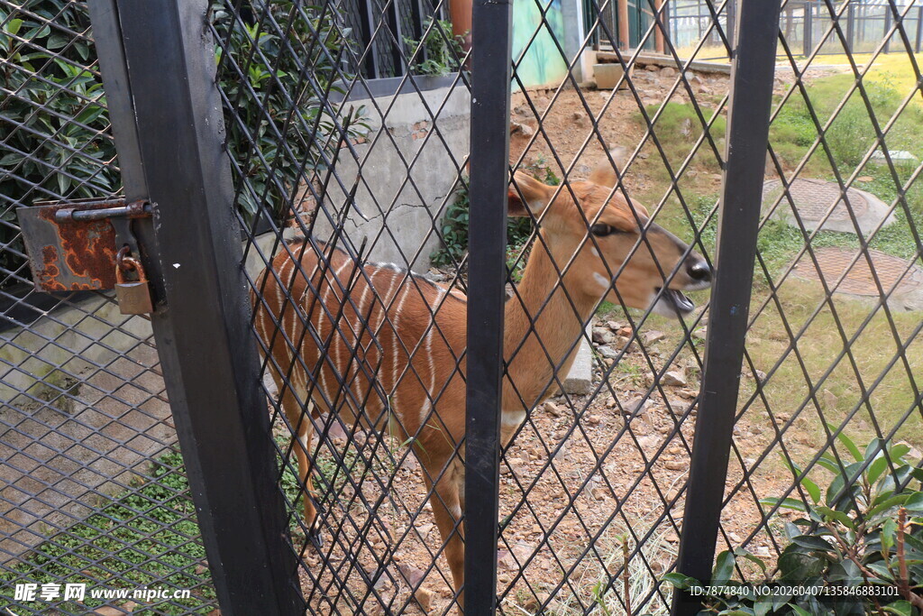 铁栏后的棕色小狗