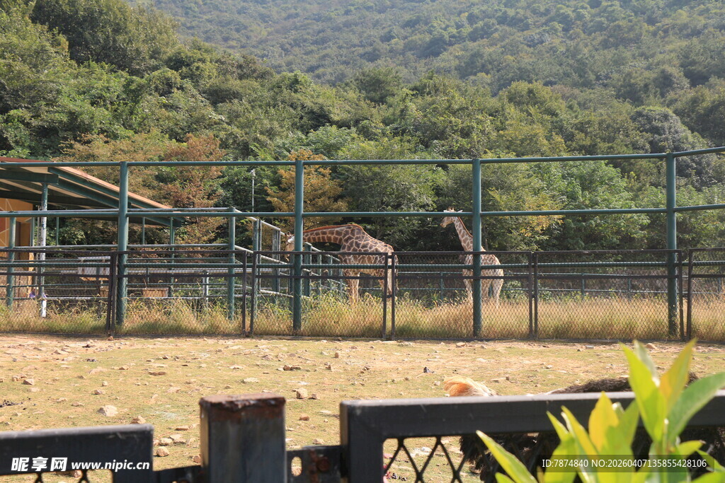 山间围栏内的动物栖息地