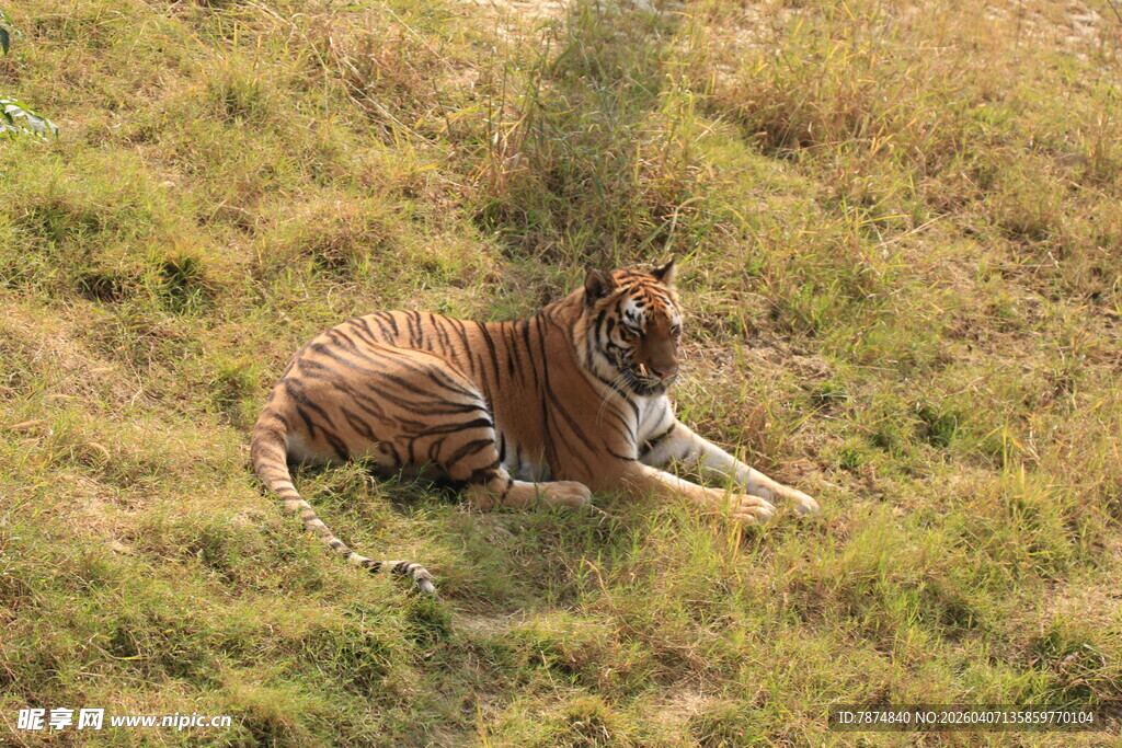 草地上休憩的条纹老虎