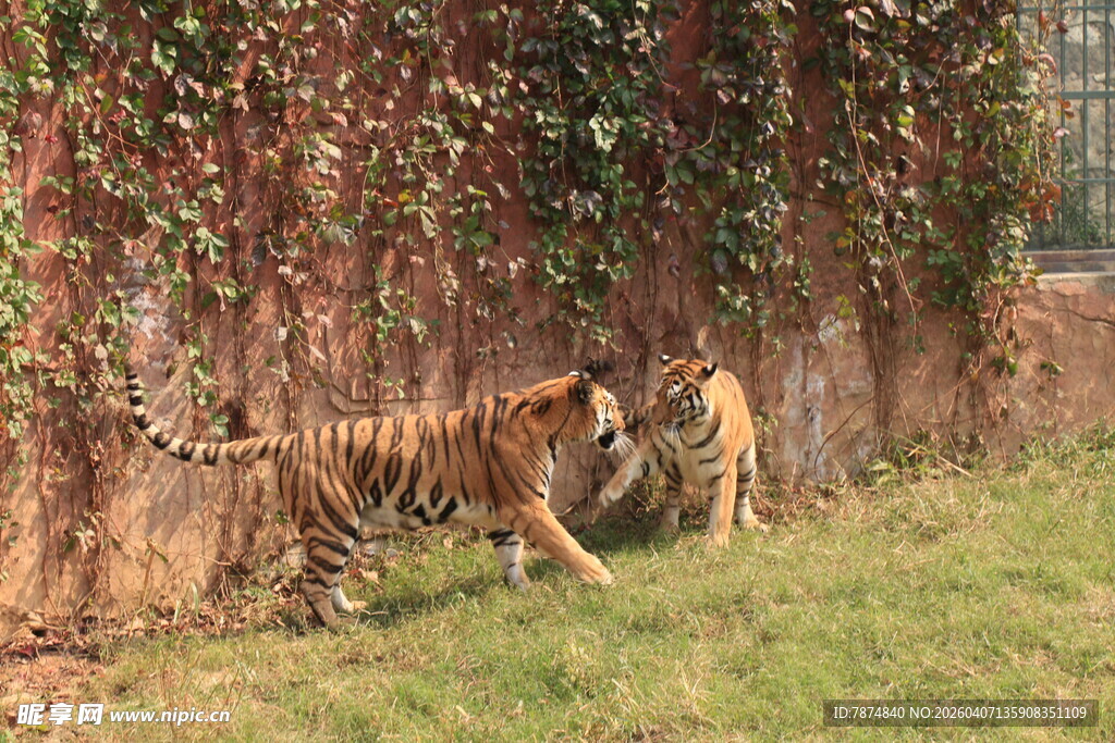 三只老虎漫步于绿植旁