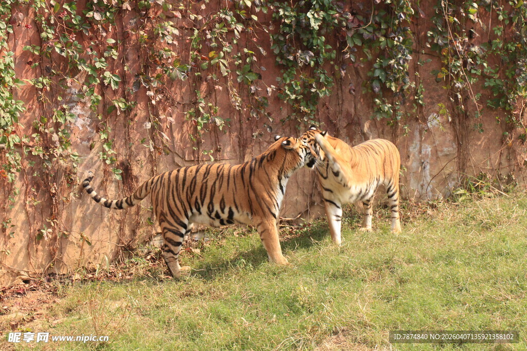 两只老虎于墙边草地