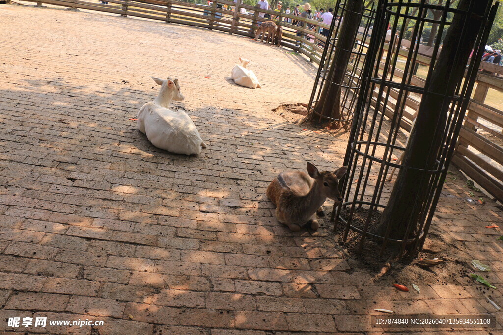 围栏里休息的几只动物