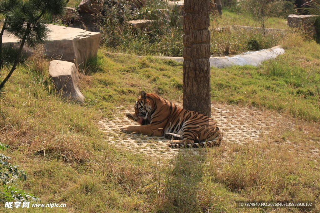 树下休憩的老虎