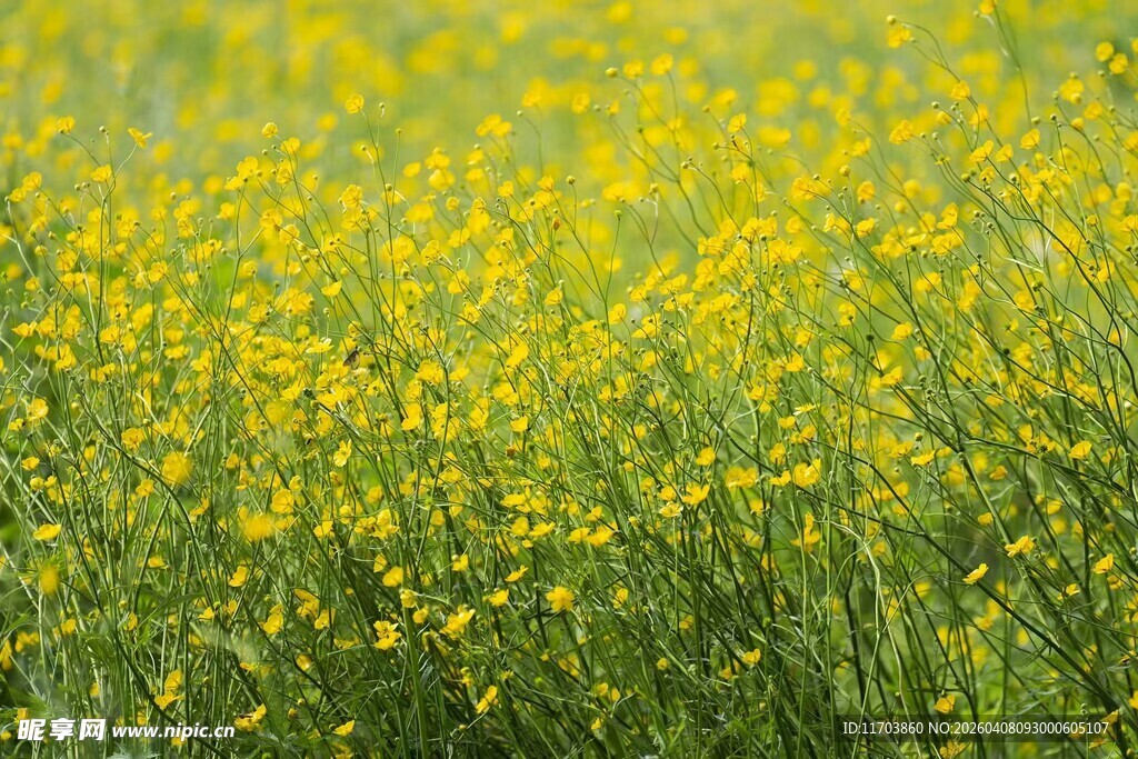 金黄灿烂的油菜花田电脑壁纸