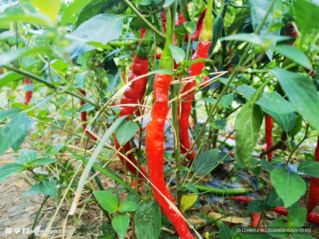 红辣椒