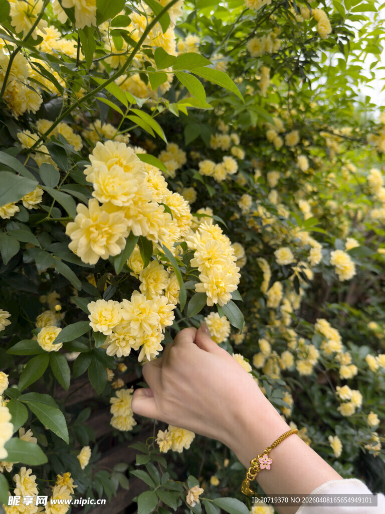 手触盛开的黄色木香花