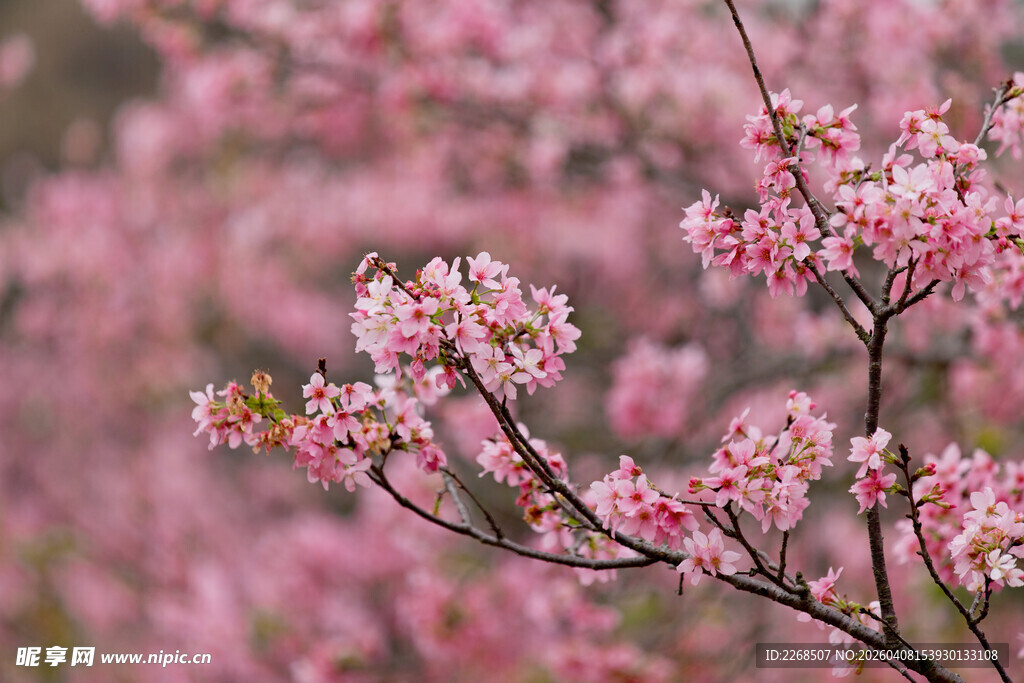 烂漫粉色樱花枝头绽放