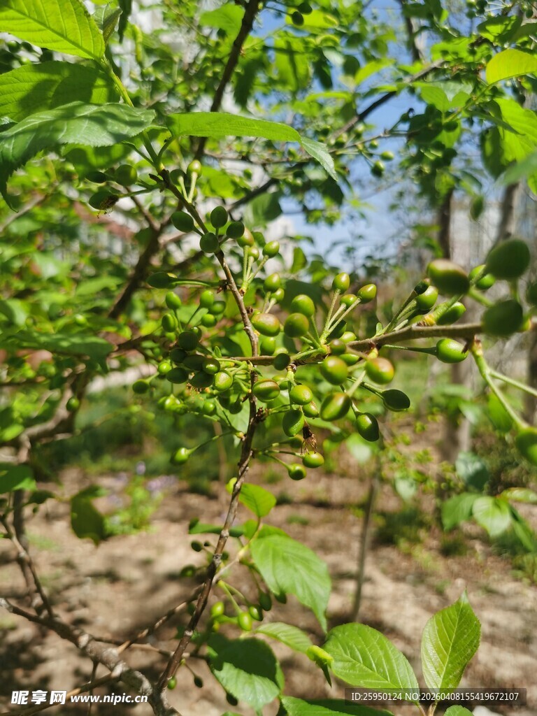枝头青果