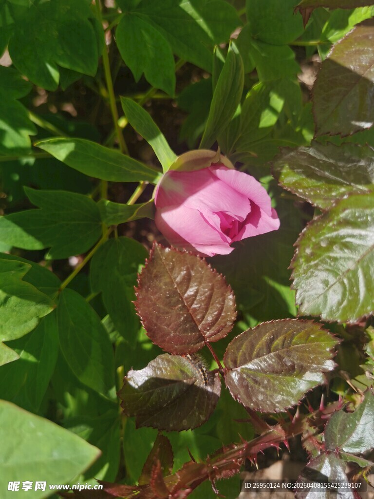 娇艳粉色花朵绽放绿叶间