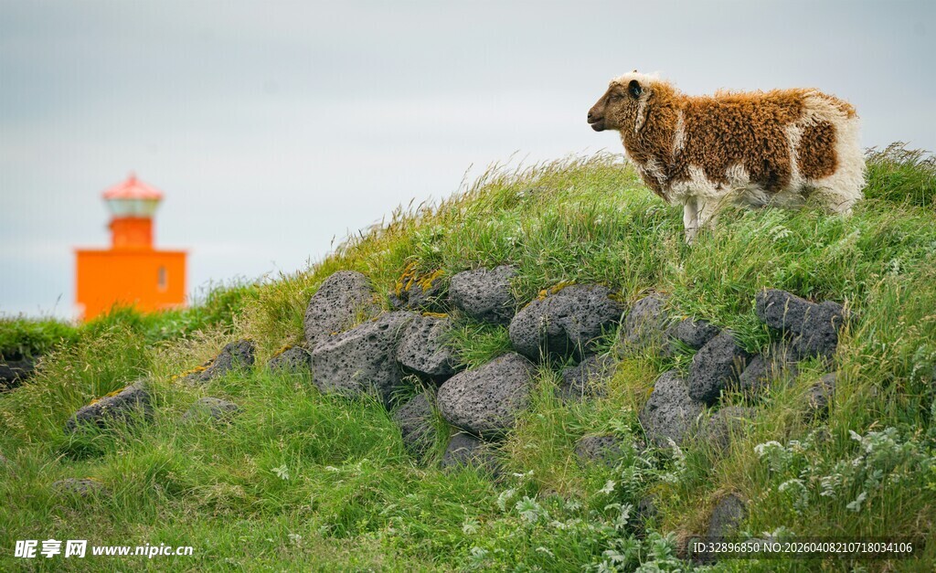 草原上的牛与橙色灯塔