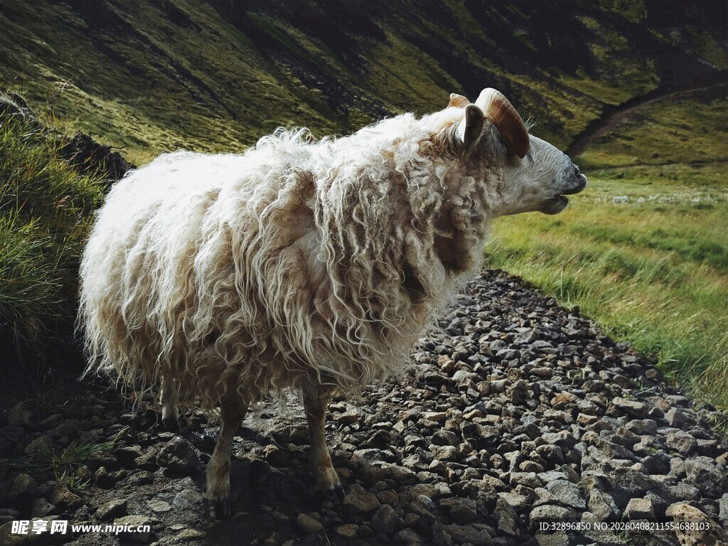 山间碎石路上的蓬松绵羊