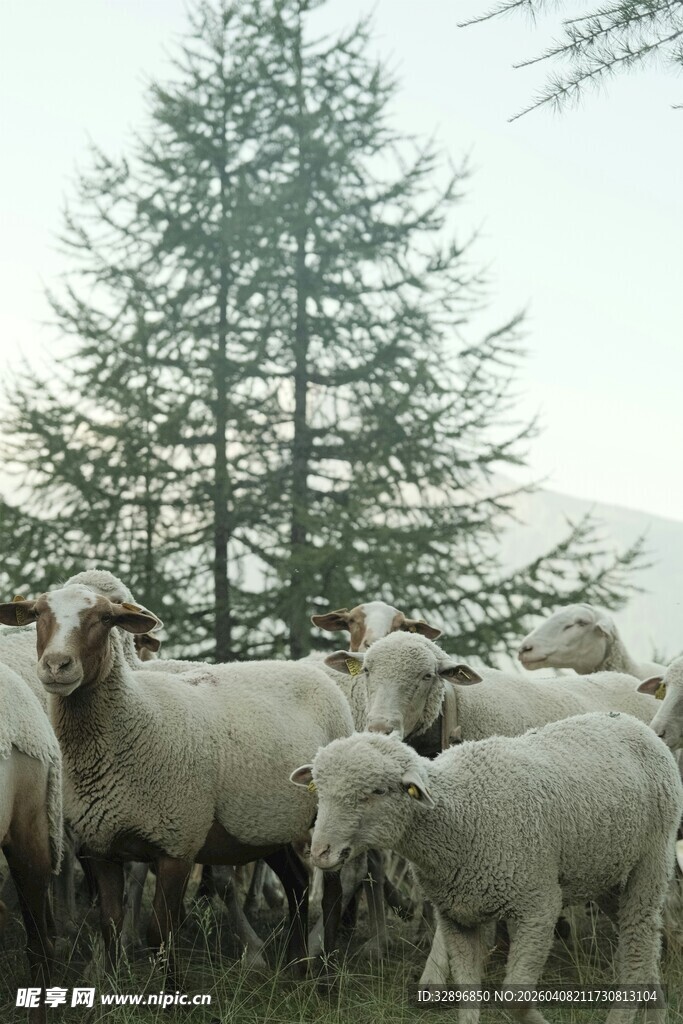 山坡上的羊群与树木