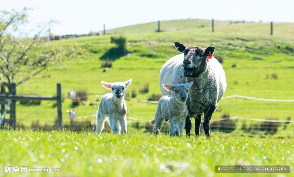 田园中站立的几只绵羊
