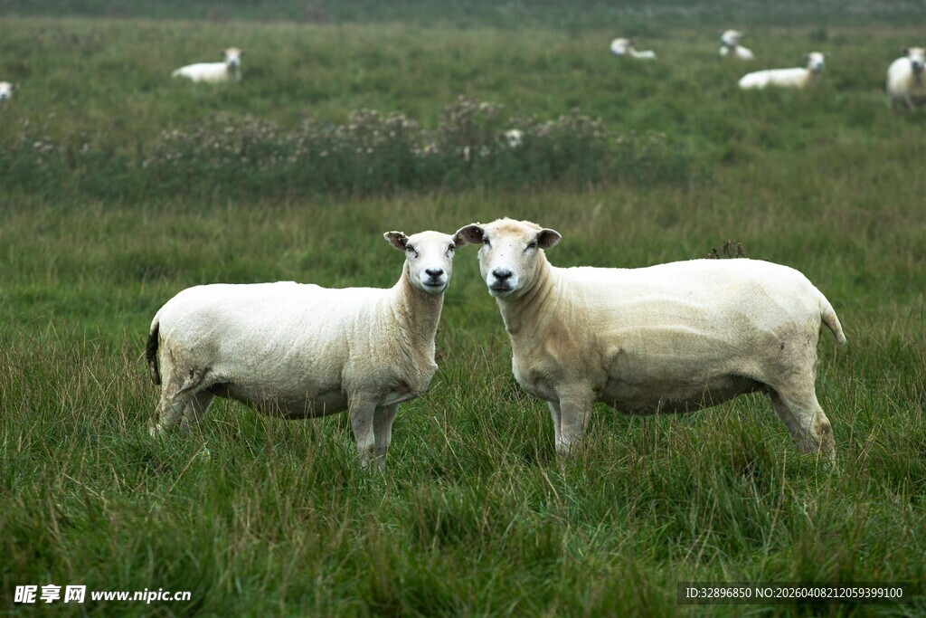 草地上的两只羊