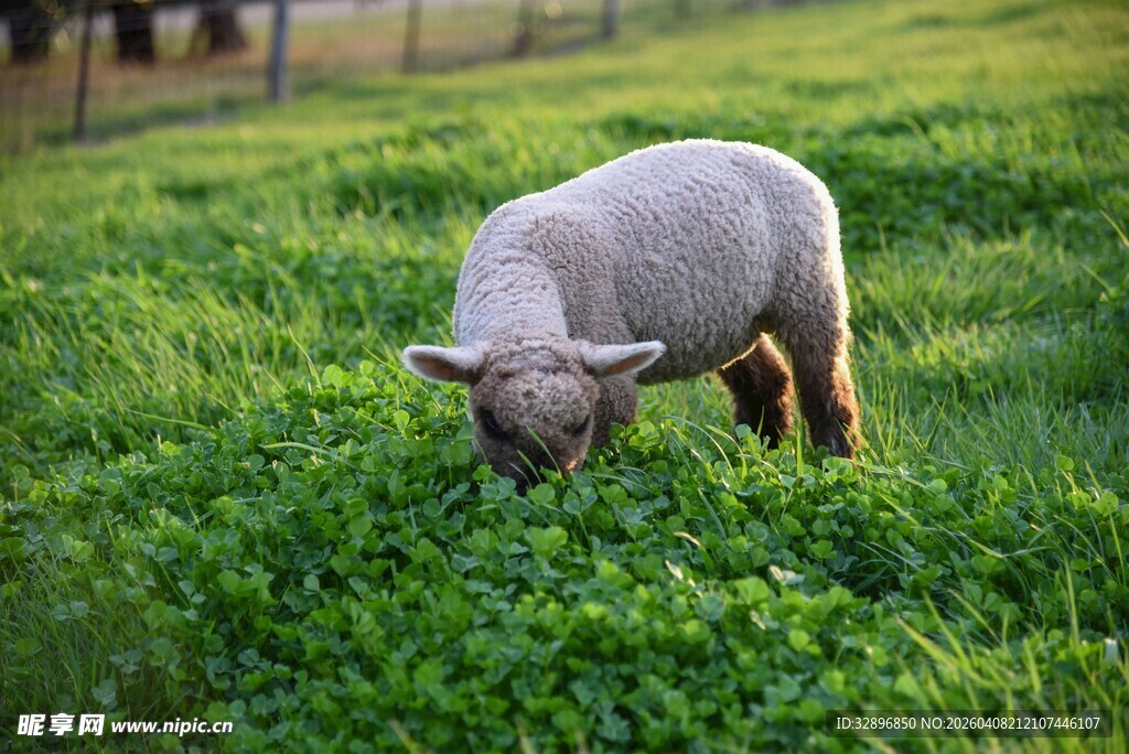 草地上低头吃草的小羊