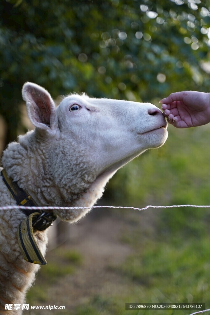羊张嘴舔食画面