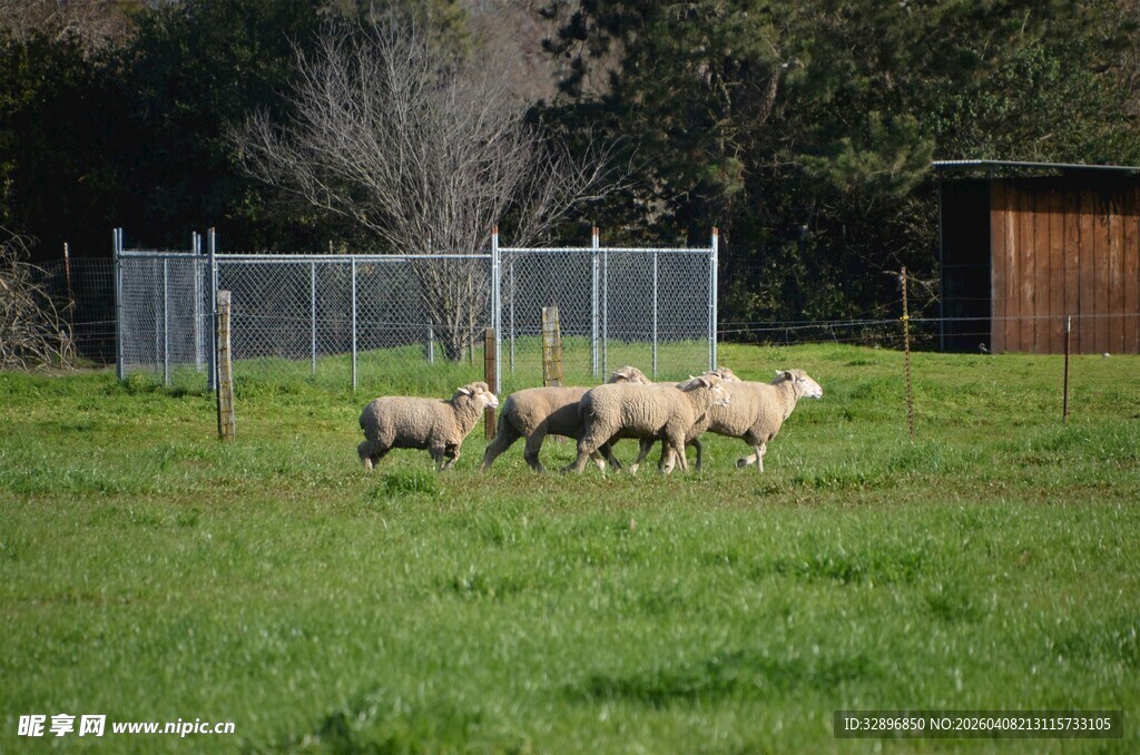 草地上的羊群