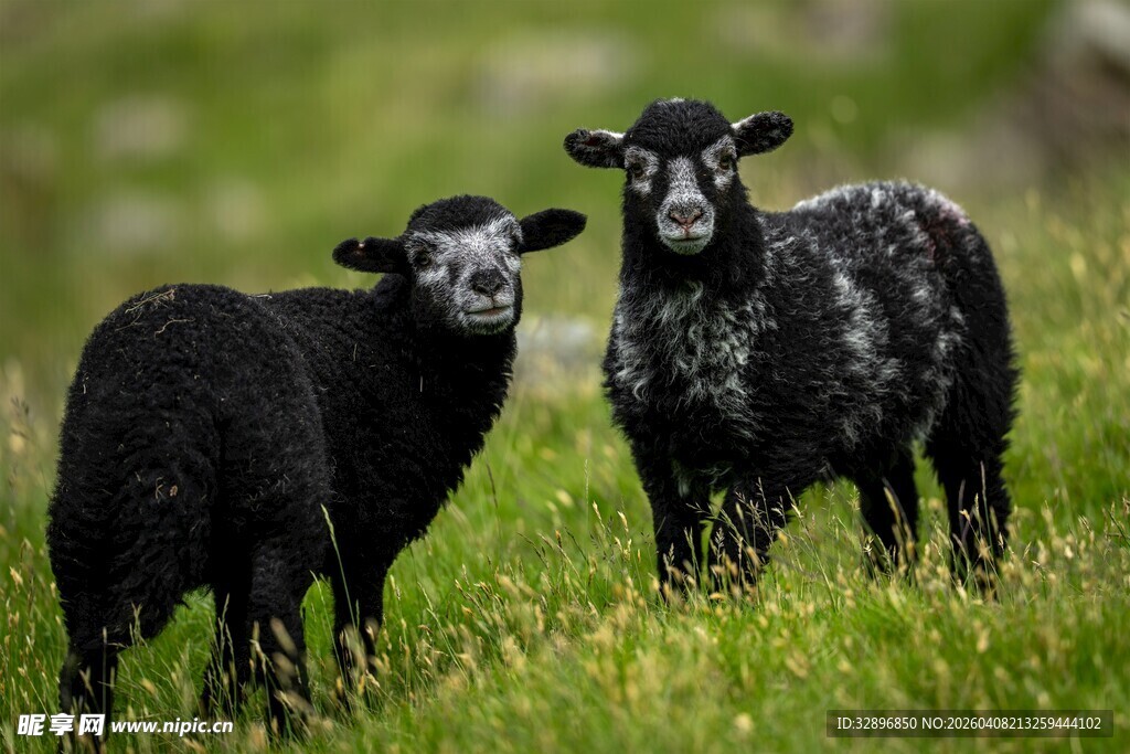 草地上的两只黑绵羊