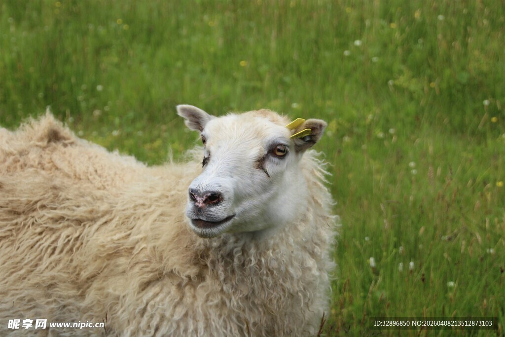 草地上的可爱绵羊