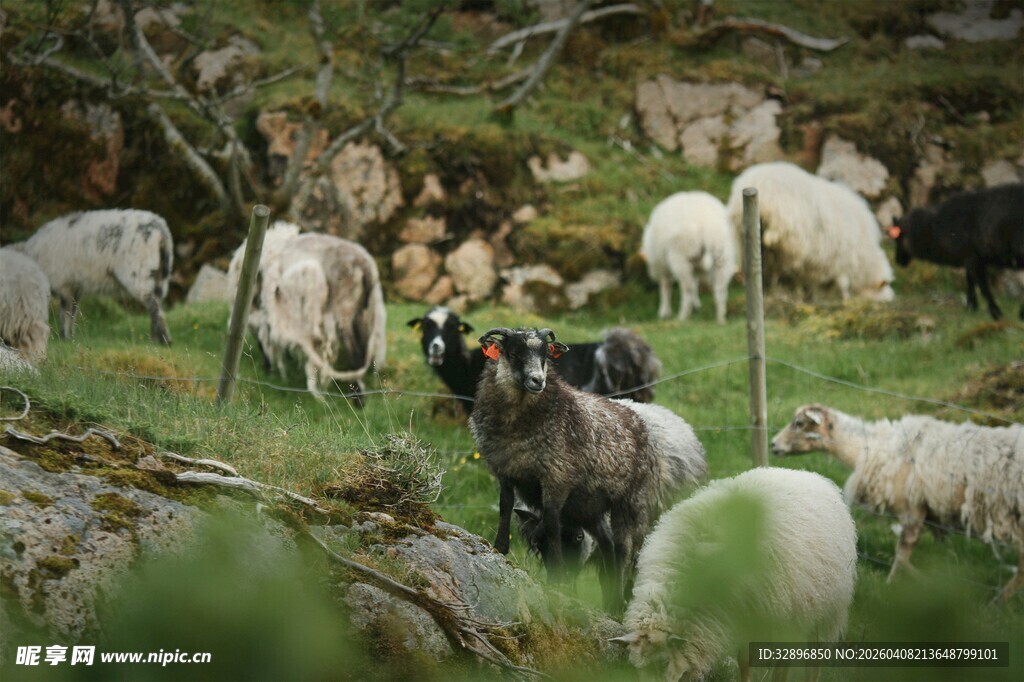 山坡上的羊群