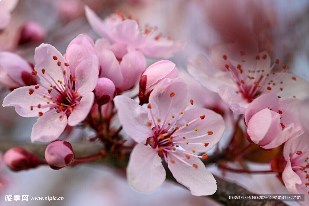 娇艳绽放的粉嫩樱花枝 樱花