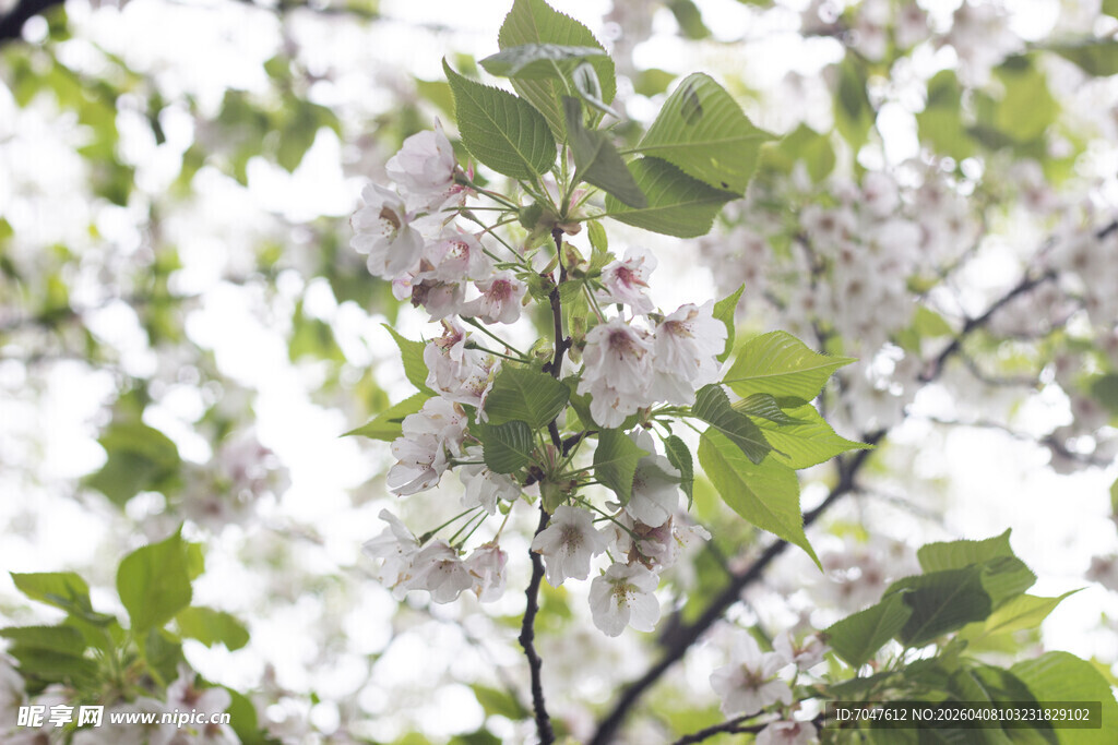 春日繁花绽放枝头