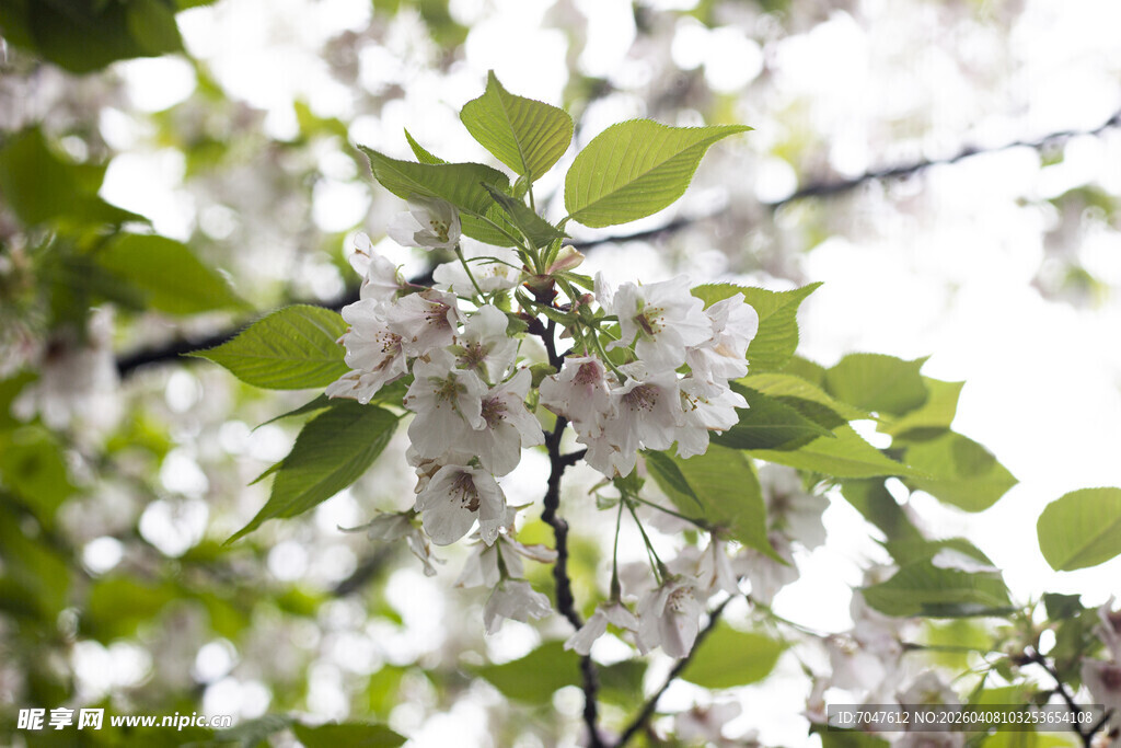 枝头绽放的白色花朵