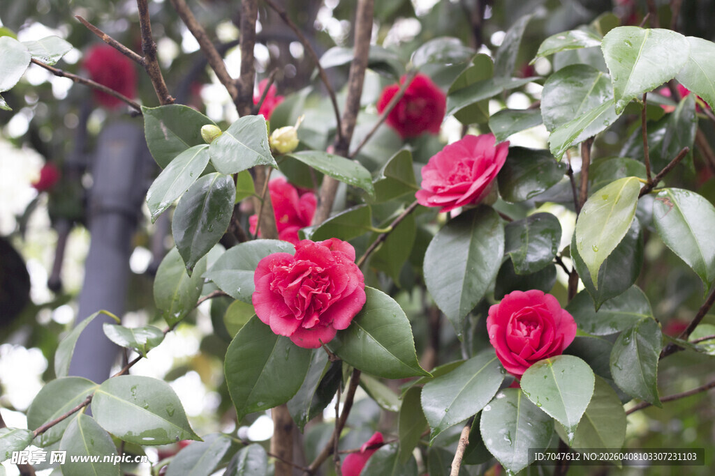 娇艳盛开的红色山茶花