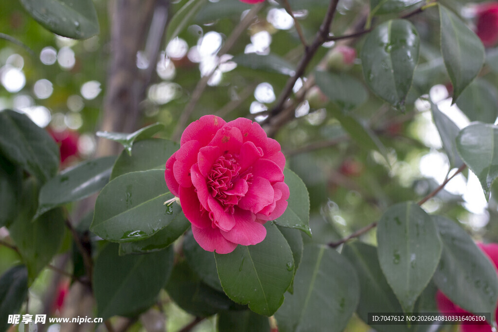 娇艳山茶花绽放于绿叶间