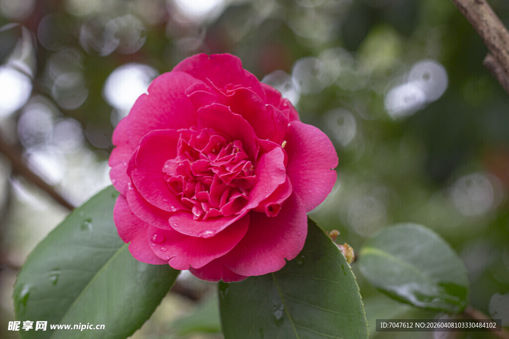 娇艳欲滴的粉红色山茶花