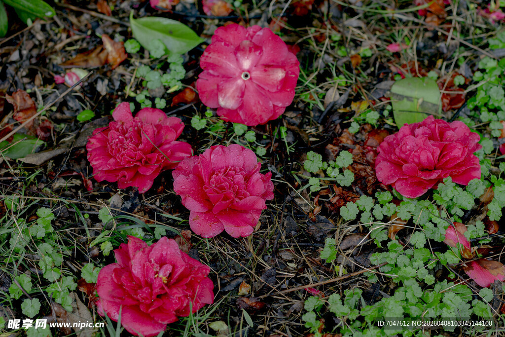 娇艳绽放的红色花朵