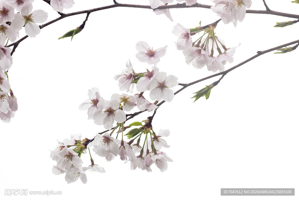 枝头绽放的粉嫩樱花