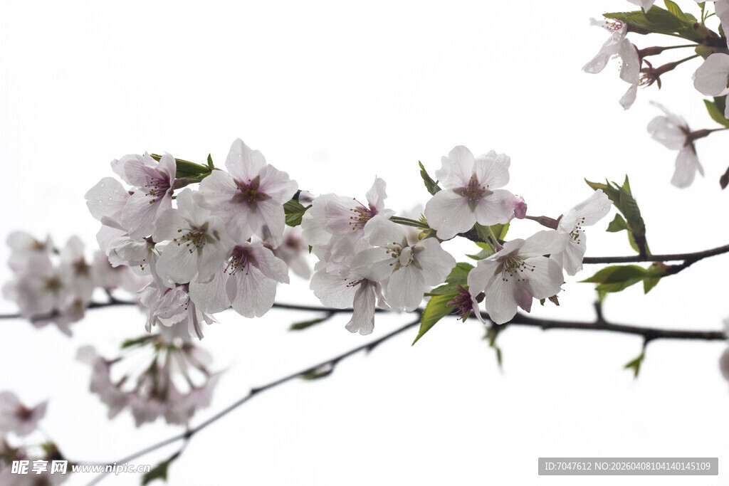 绽放的美丽樱花枝