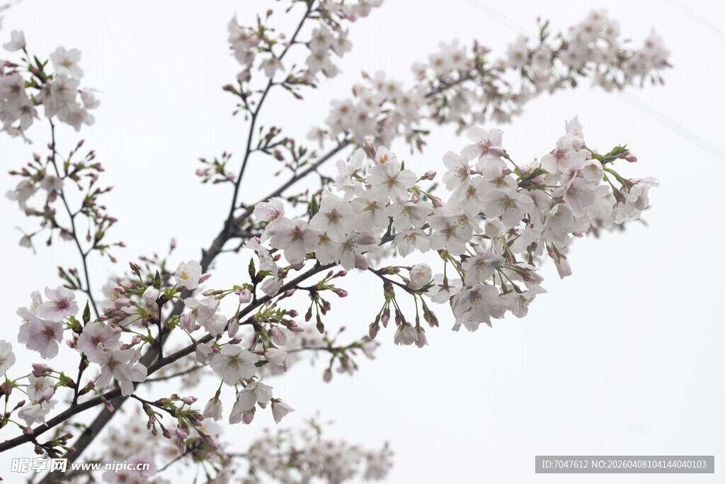 枝头绽放的粉嫩樱花