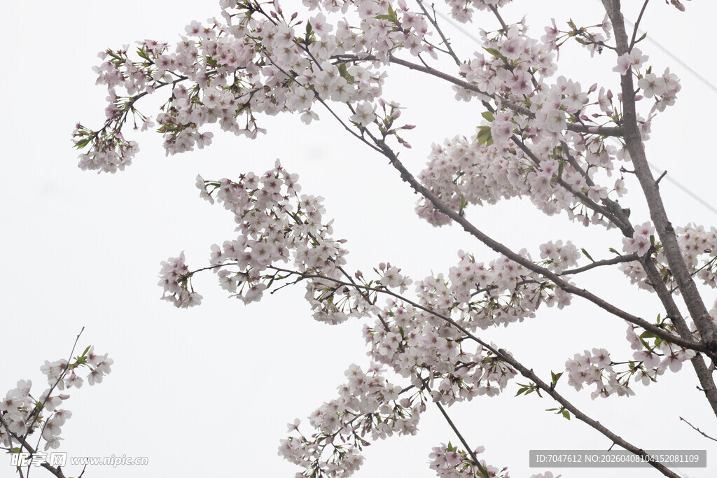 枝头绽放的粉嫩樱花