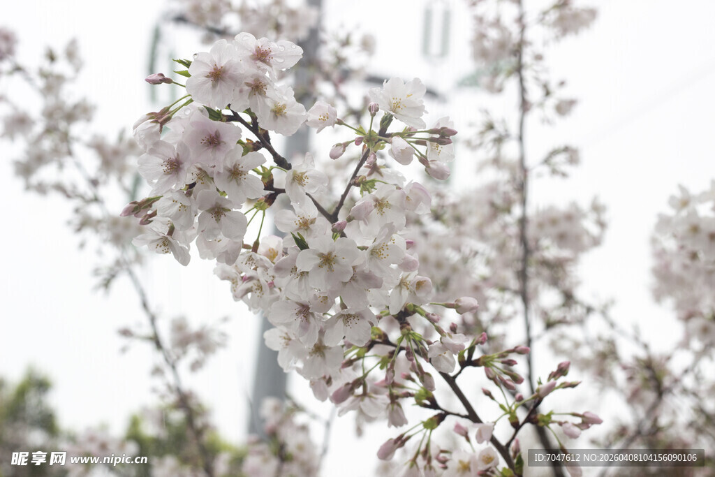 枝头绽放的美丽樱花