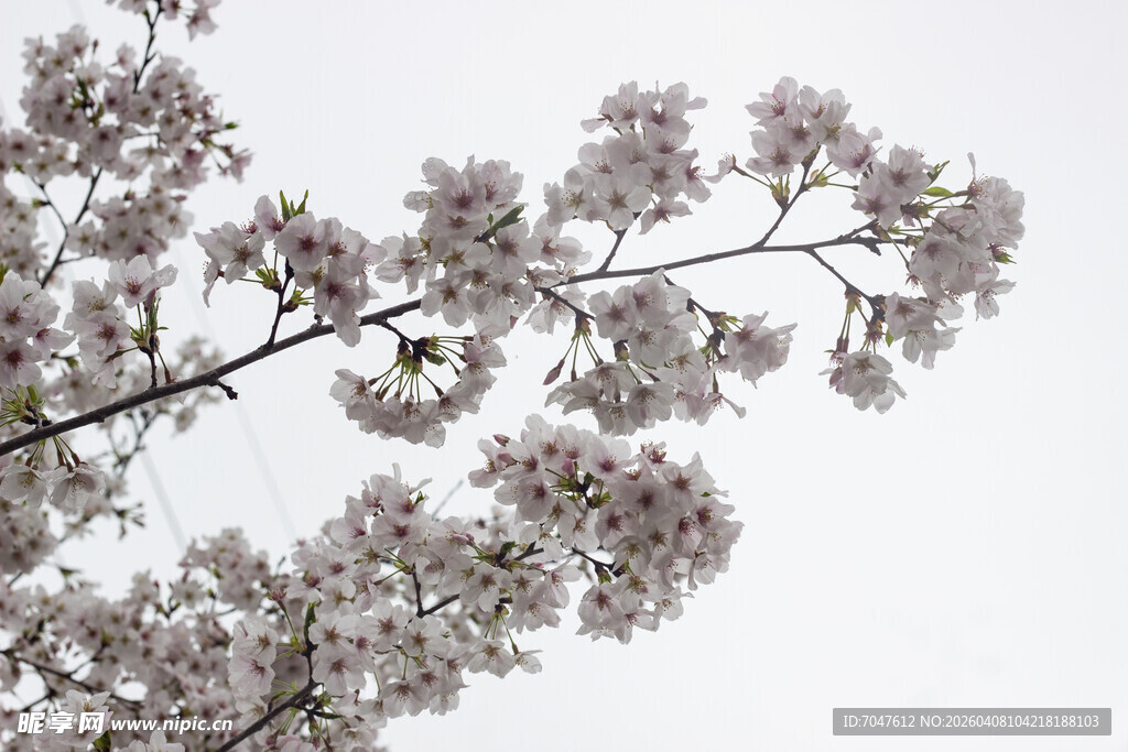 枝头绽放的粉嫩樱花