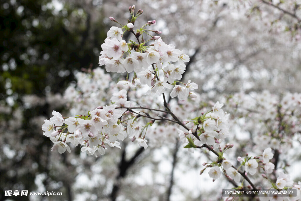 枝头绽放的美丽白色樱花