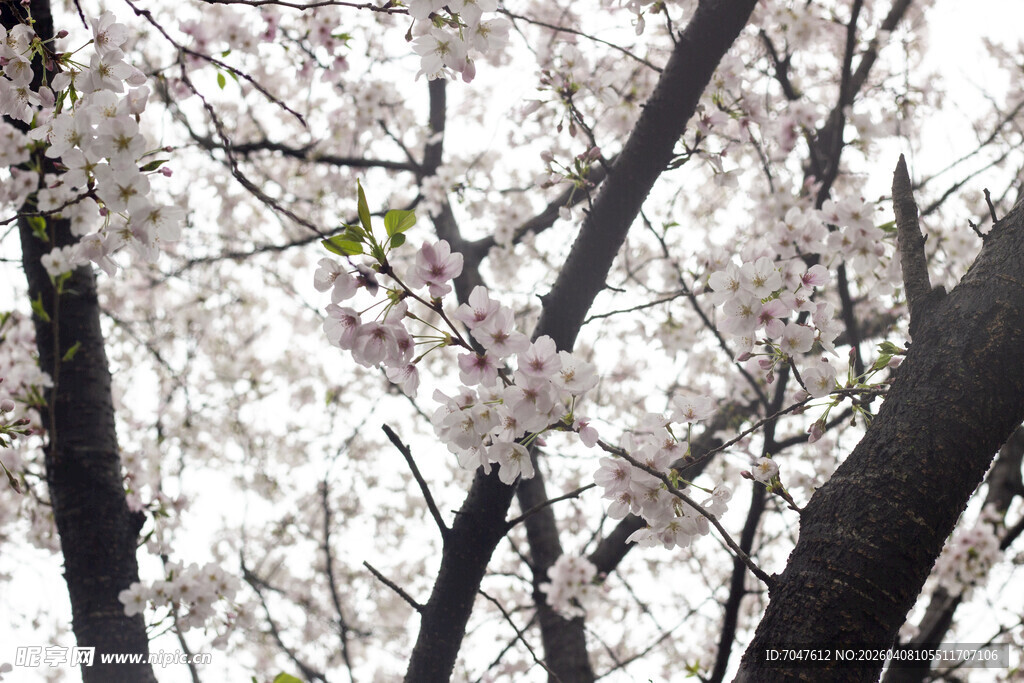 樱花满树绽放
