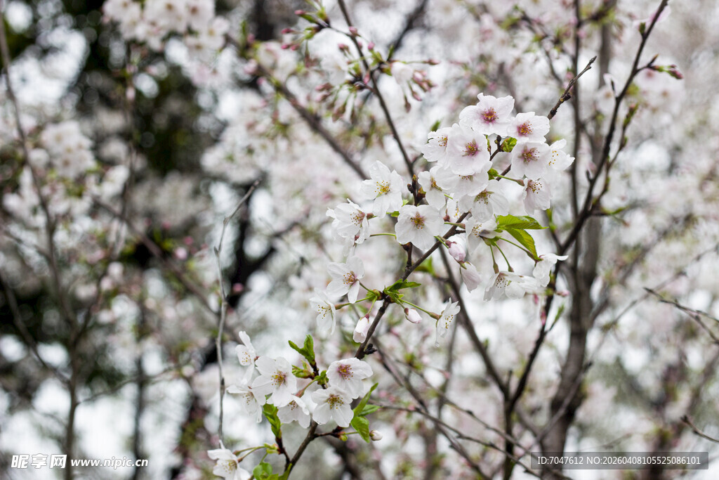 春日绽放的洁白樱花
