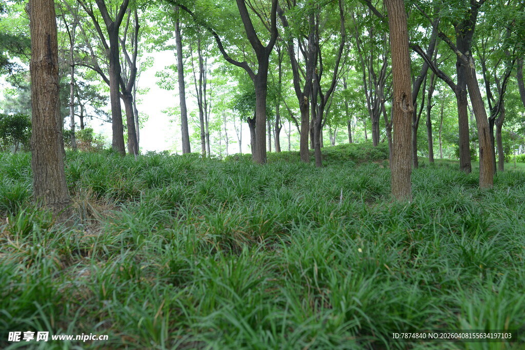 林间绿意盎然的景象