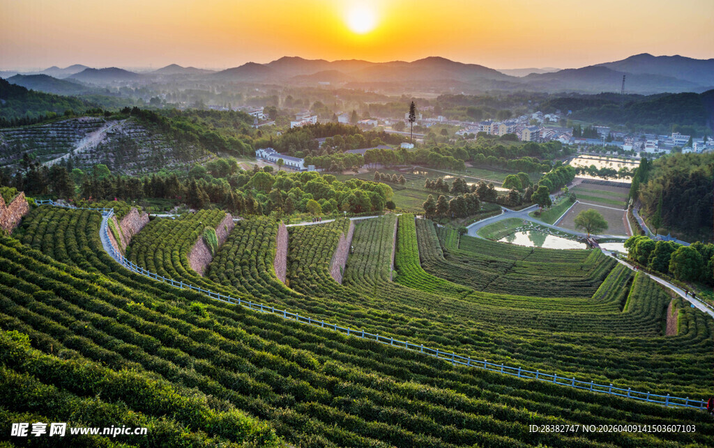 夕阳下的美丽九一六茶园风光