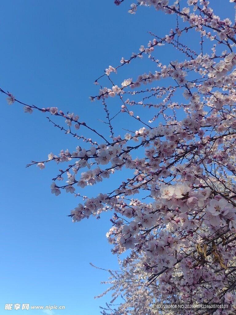 蓝天映衬下的烂漫花枝