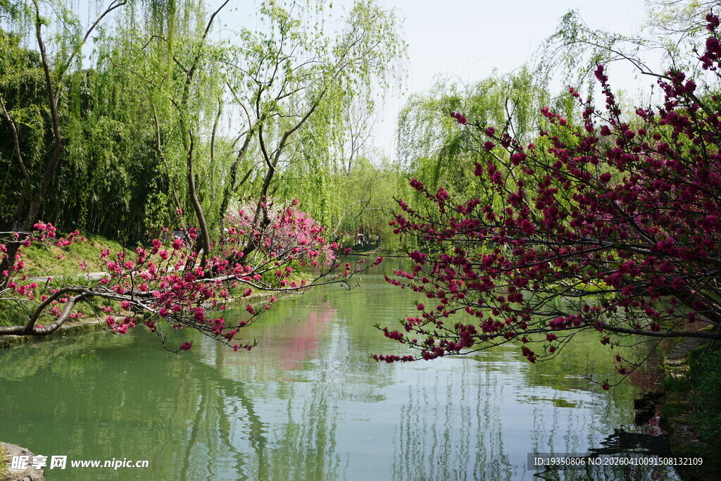 扬州瘦西湖河边的桃花