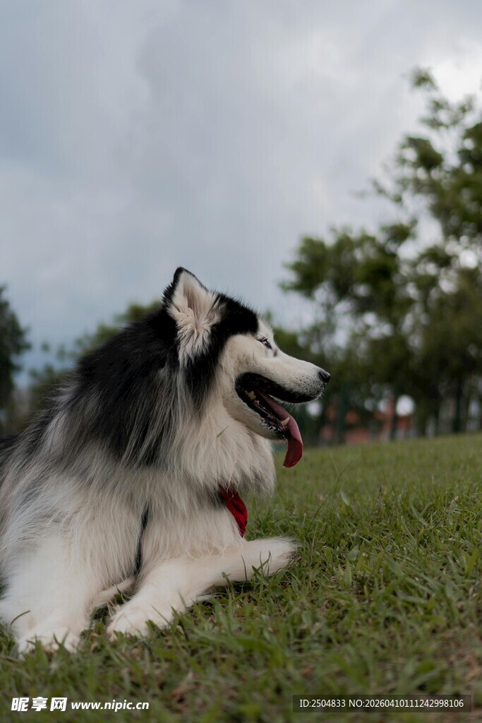 草地边休憩的喜乐蒂牧羊犬