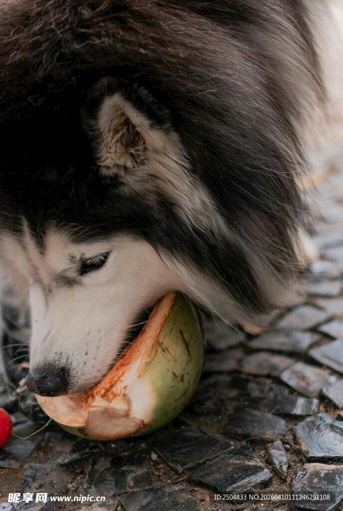 哈士奇啃食西瓜