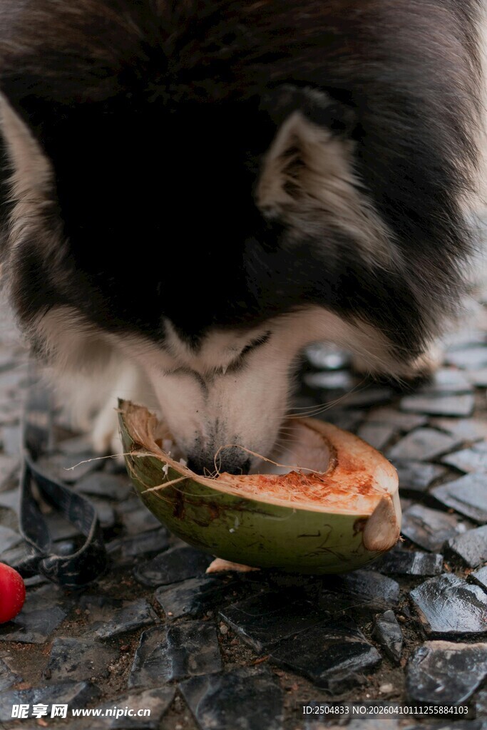 哈士奇专注啃食西瓜